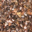 Sillmenite cat's eye rough from orissa gems