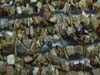 Jasper Picture Uncut Chips Regular