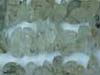 Rutilated Quartz Uncut Chips Regular